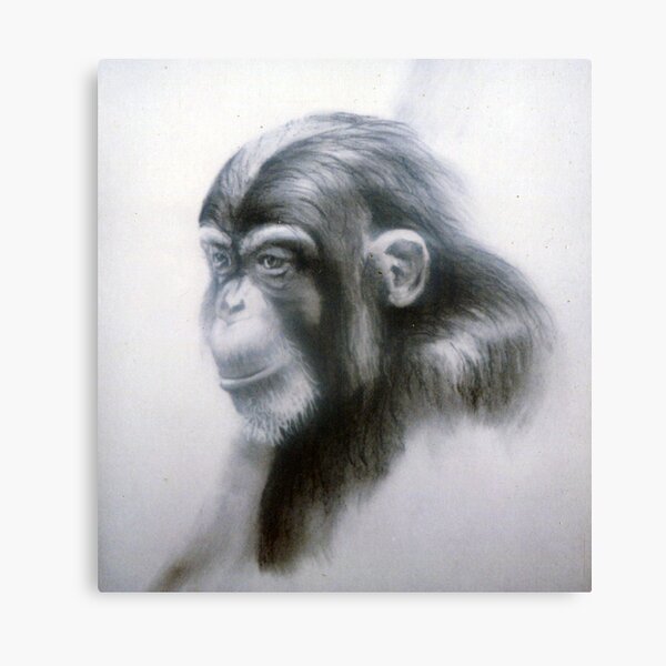 Chimp - Drawing by Avril Thomas - Adelaide Artist Canvas Print