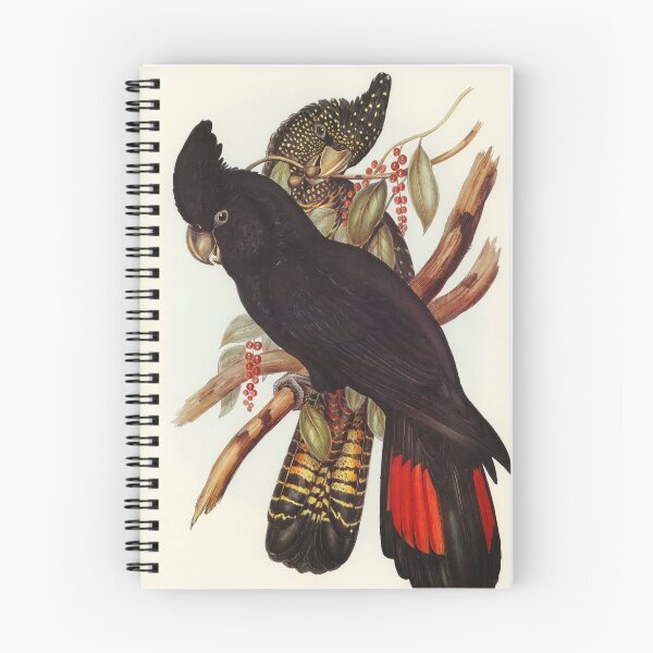 Artikelvorschau, Schwarzer Banksian-Kakadu, Vintage Birds of Australia, Elizabeth Gould entworfen und verkauft von Yeldiz.