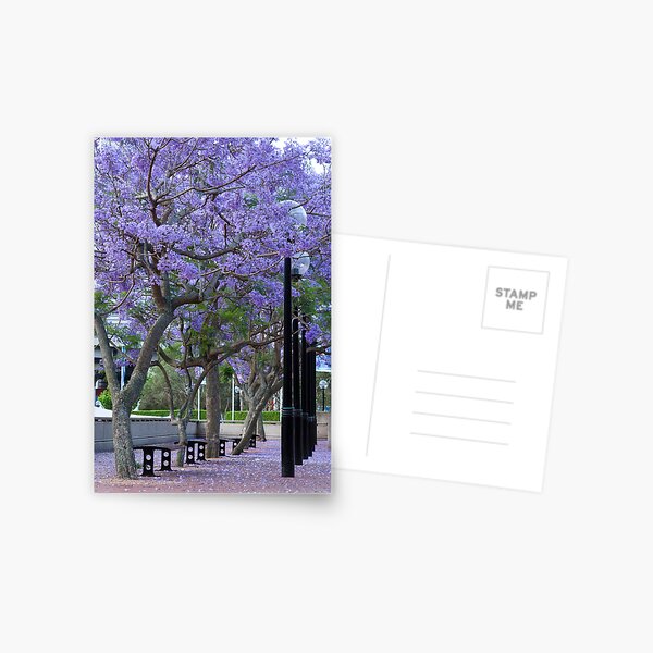 Jacaranda Blooms Postcard