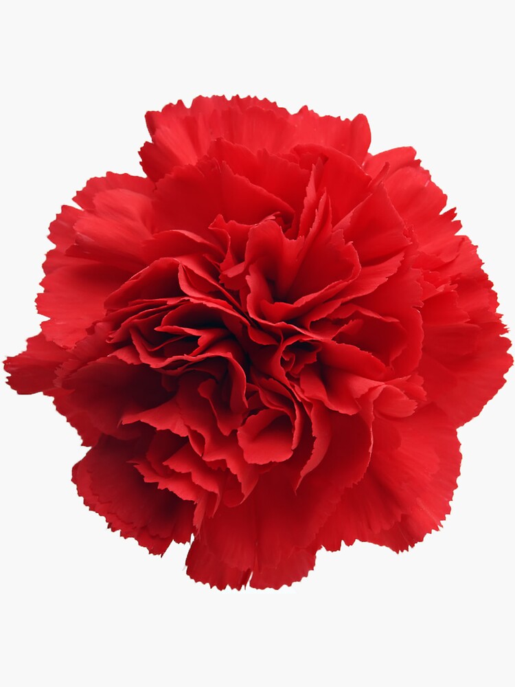 Red Dianthus Flower