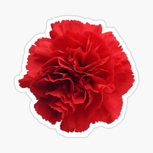 Item preview, Red Carnation designed and sold by kshanksr.
