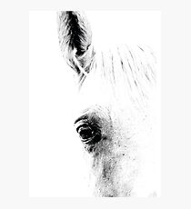 Horse 01 Fotodruck