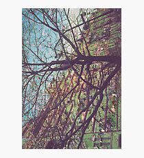 Streetscape Photographic Print