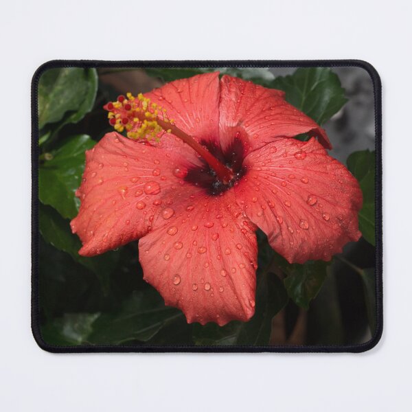 Item preview, Tropical Exotics - Jewel Toned Hibiscus Bloom with Raindrops designed and sold by Georgia Mizuleva.