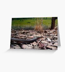Eastern Brown Snake Greeting Card