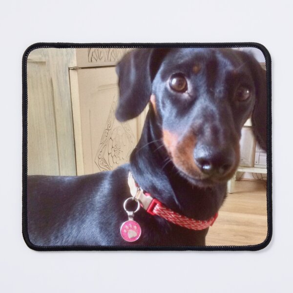 Item preview, Inquisitive Layla moment  designed and sold by Angela Haig-Harrison.