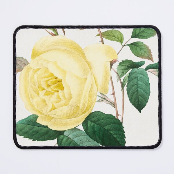 Item preview, Yellow Rose (1759–1840) Vintage Hand Drawn Flower Sketch (Botanical drawing) designed and sold by UsedToBeStatue.