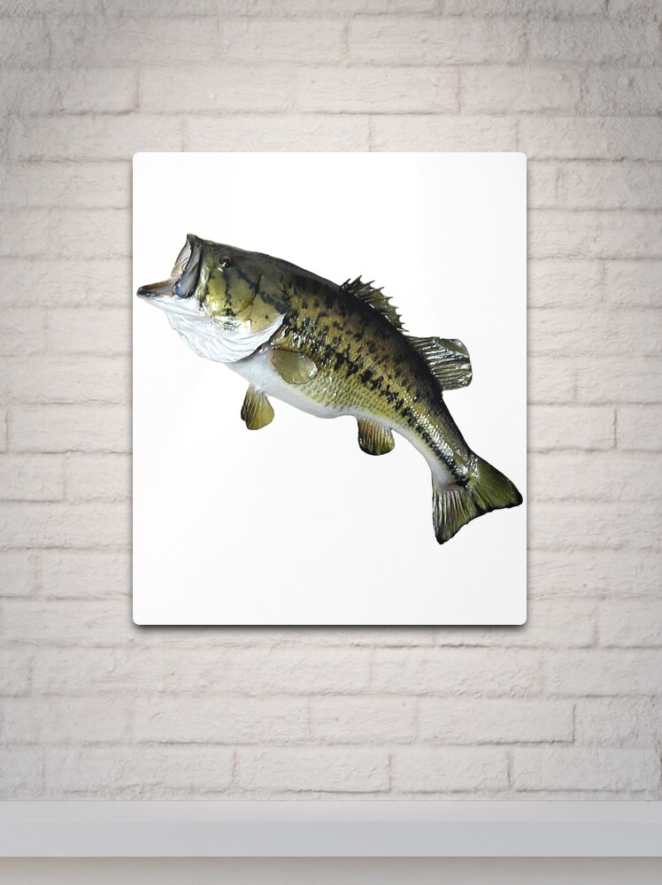 Bass Fishing, Real Largemouth Bass Fish High Quality Bass Fishing Metal  Print for Sale by YJHDesign
