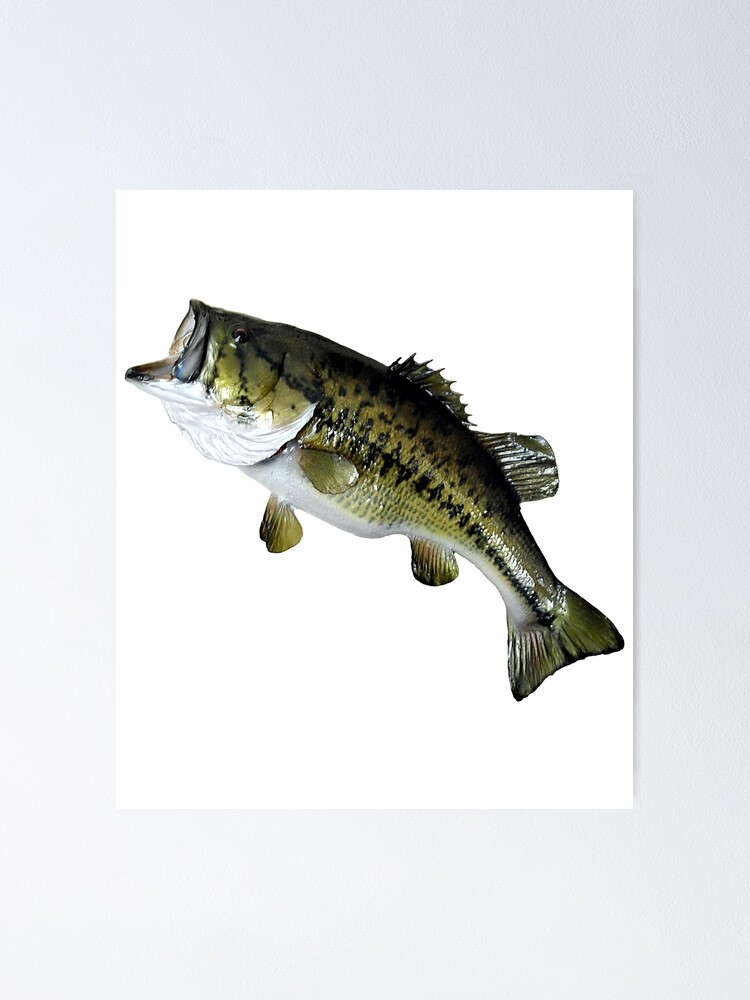 Bass Fishing, Real Largemouth Bass Fish High Quality Bass Fishing Poster  for Sale by YJHDesign