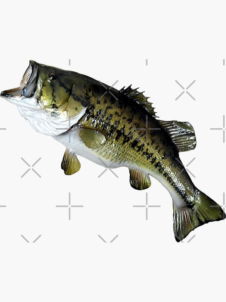 Bass Fishing, Real Largemouth Bass Fish High Quality Bass Fishing | Sticker