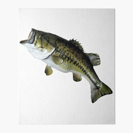 Largemouth Bass – FishTargets, 51% OFF