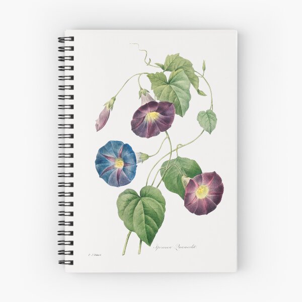 Item preview, Star-glory Morning–glory (1759–1840) Vintage Hand Drawn Flower Sketch (Botanical drawing) designed and sold by UsedToBeStatue.
