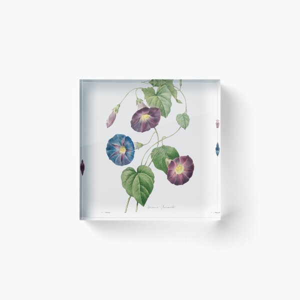 Item preview, Star-glory Morning–glory (1759–1840) Vintage Hand Drawn Flower Sketch (Botanical drawing) designed and sold by UsedToBeStatue.