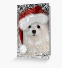 Snowdrop the Maltese Christmas Card Greeting Card