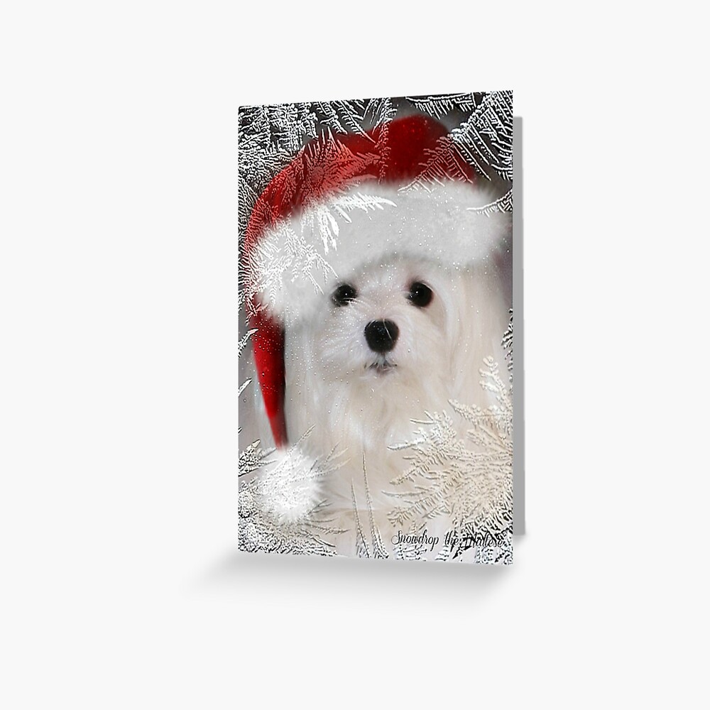 "Snowdrop the Maltese Christmas Card" Greeting Card for Sale by