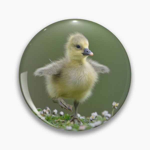 Item preview, Tip toe through the daisies designed and sold by ClaireChown.