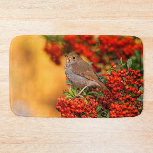 Item preview, Stunning Hermit Thrush Songbird Amid the Colors of Autumn designed and sold by walkswithnature.