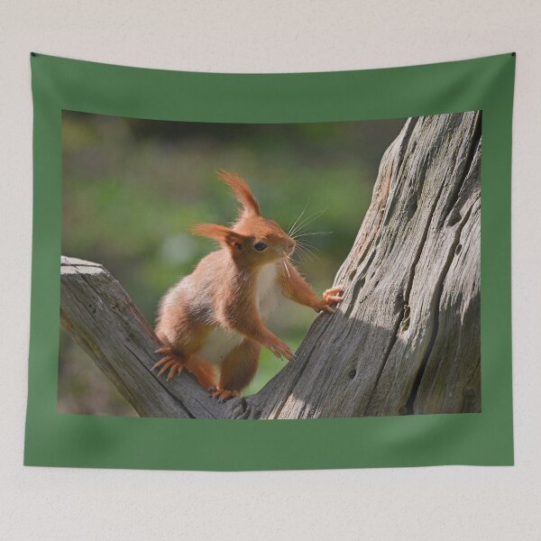 Item preview, Red Squirrel with Ear Tufts! designed and sold by ClaireChown.
