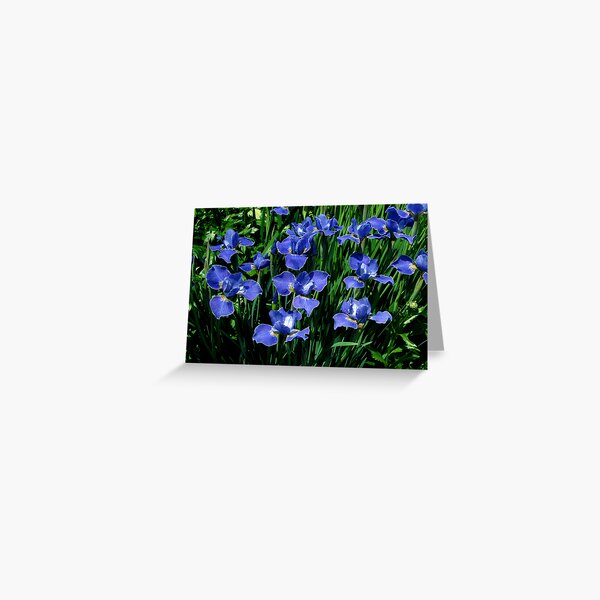 Item preview, Blue Siberian Irises designed and sold by Clarissa Stuart.