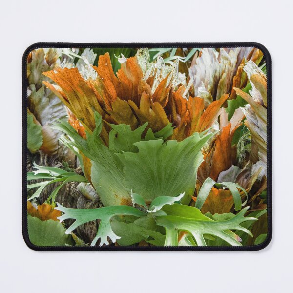 Item preview, Mature Form of Staghorn Ferns designed and sold by Chee Sim.