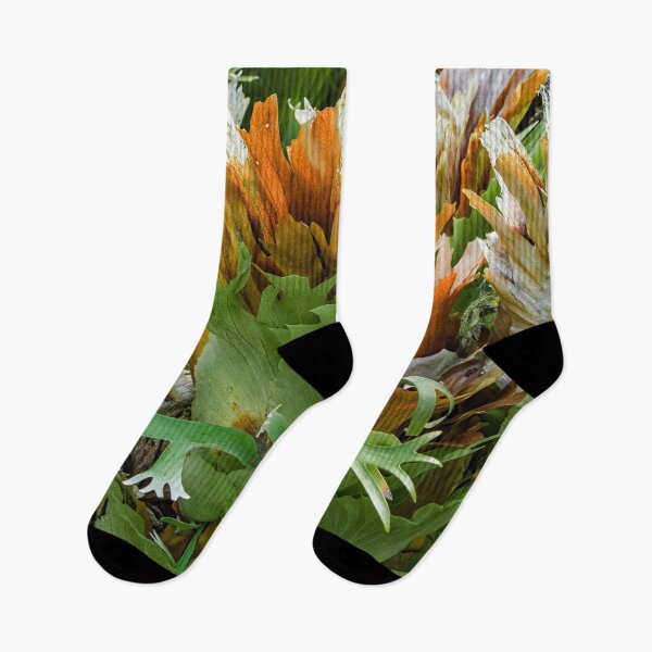 Item preview, Mature Form of Staghorn Ferns designed and sold by Chee Sim.