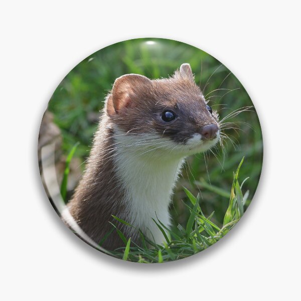Item preview, Nosey Stoat designed and sold by ClaireChown.