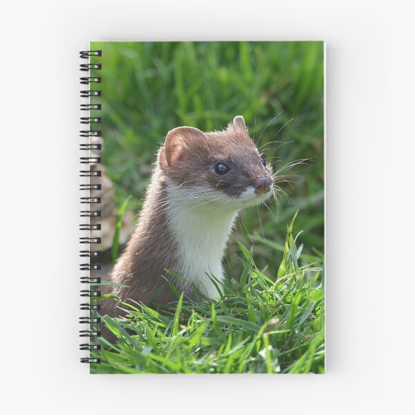 Item preview, Nosey Stoat designed and sold by ClaireChown.