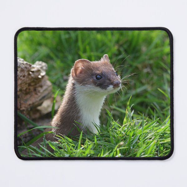Item preview, Nosey Stoat designed and sold by ClaireChown.