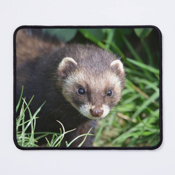 Item preview, Polecat designed and sold by ClaireChown.