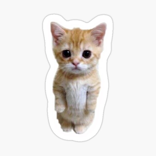 El Gato Gifts & Merchandise for Sale | Redbubble