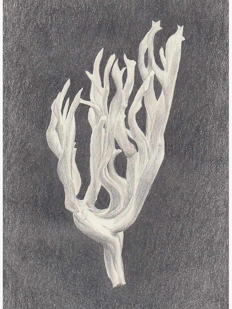 "The last of us Mushroom study" Poster for Sale by jessicawisneski