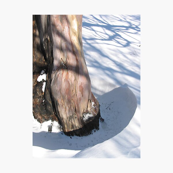 Winter Photographic Print