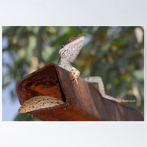 Item preview, Lounge lizards designed and sold by Stewart Macdonald.