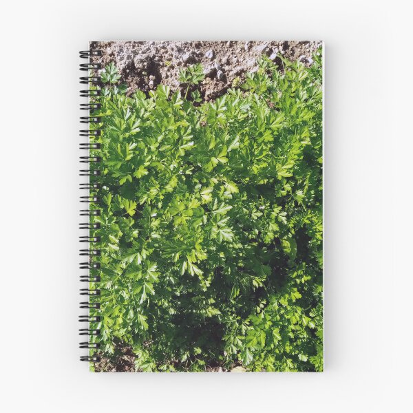 Item preview, Parsley in a vegetable garden designed and sold by Gaspar Avila.