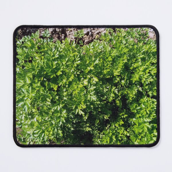 Item preview, Parsley in a vegetable garden designed and sold by Gaspar Avila.