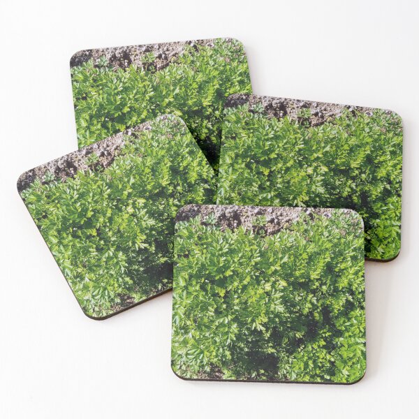 Item preview, Parsley in a vegetable garden designed and sold by Gaspar Avila.