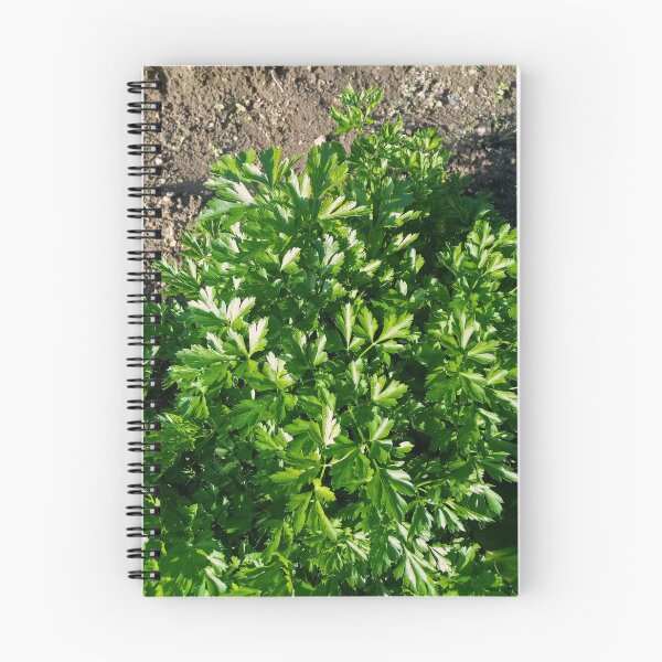 Item preview, Parsley in a vegetable garden designed and sold by Gaspar Avila.