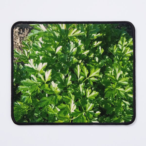 Item preview, Parsley in a vegetable garden designed and sold by Gaspar Avila.