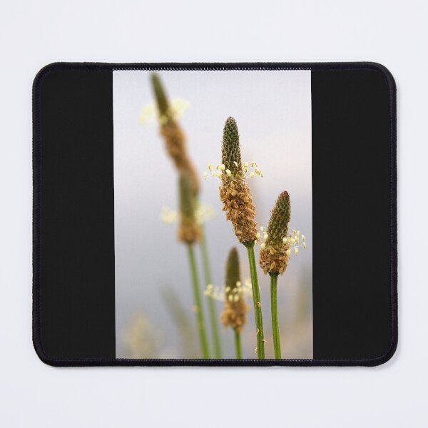 Item preview, Wild Flower by Avril Thomas - photography designed and sold by AvrilThomasart.