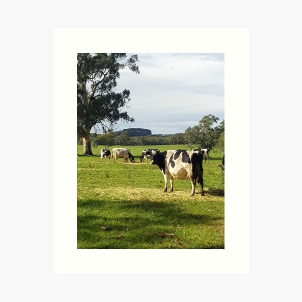 Holstein Friesians - Dairy Cows - photography by Avril Thomas Art Print