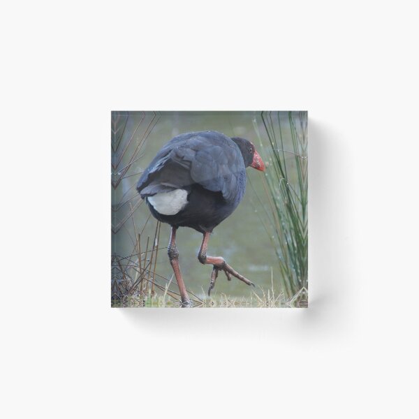 Moorhen - photography by Avril Thomas Acrylic Block