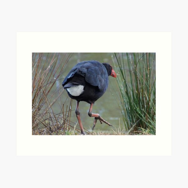 Moorhen - photography by Avril Thomas Art Print
