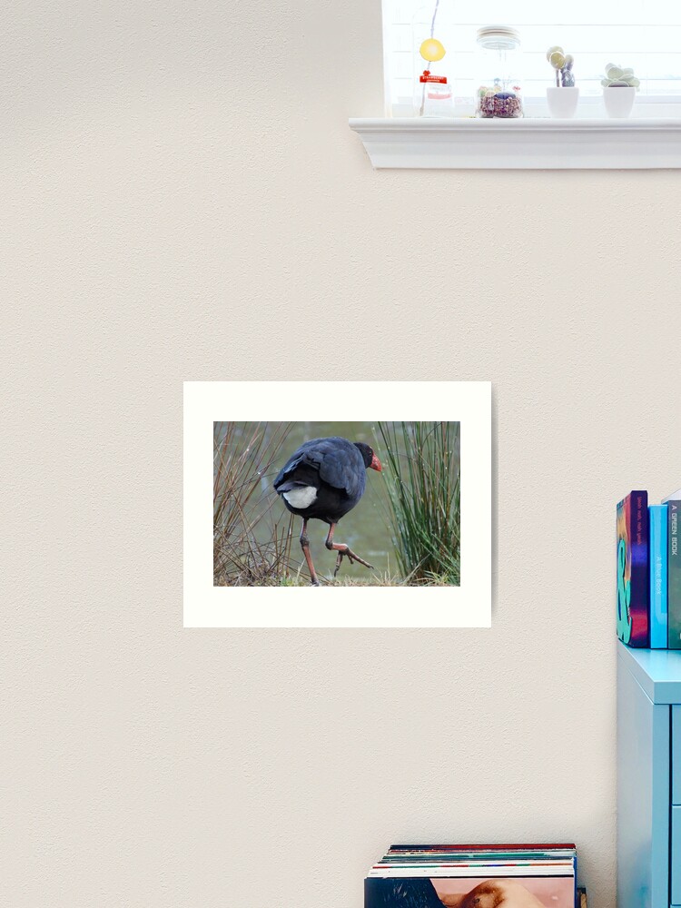 Thumbnail 1 of 3, Art Print, Moorhen - photography by Avril Thomas designed and sold by AvrilThomasart.