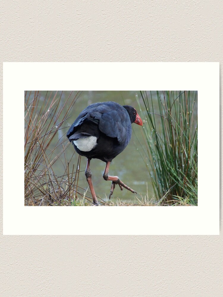 Thumbnail 2 of 3, Art Print, Moorhen - photography by Avril Thomas designed and sold by AvrilThomasart.