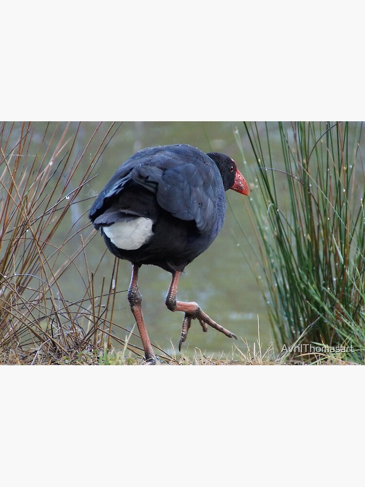 Thumbnail 3 of 3, Art Print, Moorhen - photography by Avril Thomas designed and sold by AvrilThomasart.