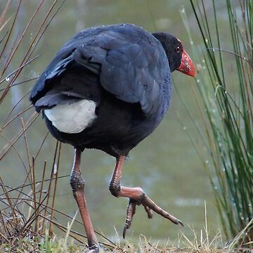 Artwork thumbnail, Moorhen - photography by Avril Thomas by AvrilThomasart