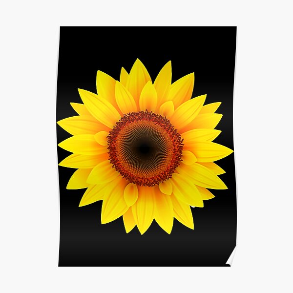 Pósters: Girasol En Flor | Redbubble