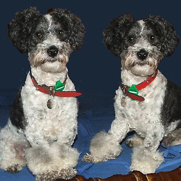 Artwork thumbnail, Benny - Photography by Avril Thomas by AvrilThomasart
