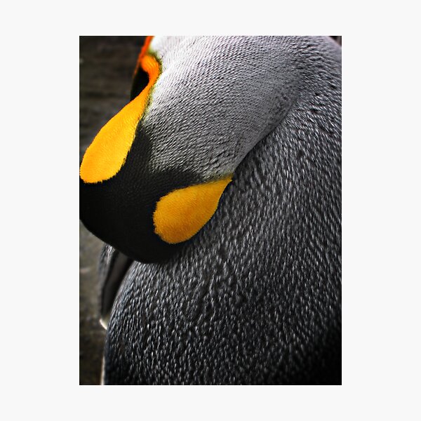 Resting King Photographic Print
