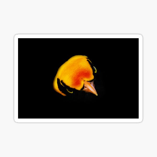 Item preview, Male Regent Bowerbird designed and sold by Adrian Alford Photography.